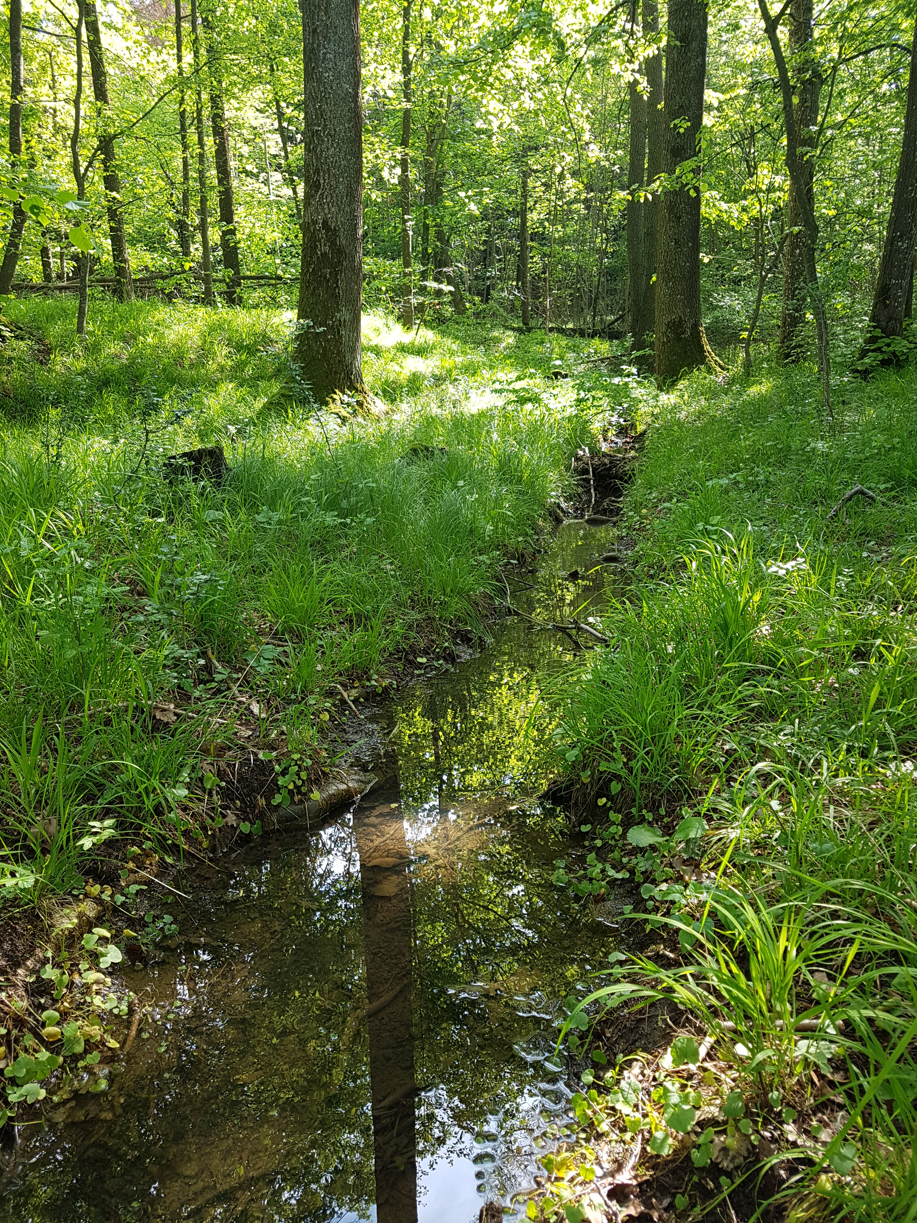 Ein kleiner Bach im Wald, viel Grün