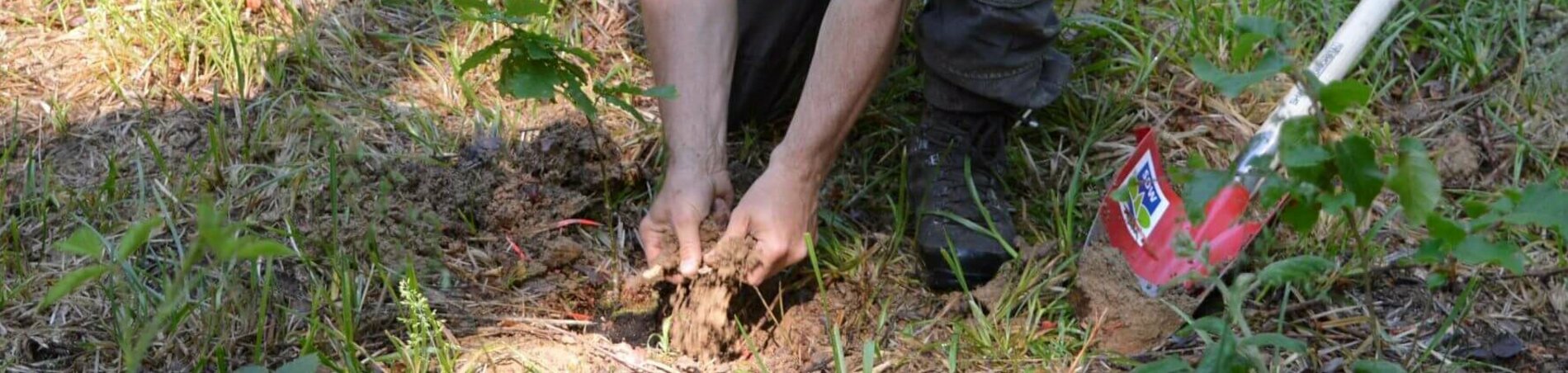 Baumspende: Mann pflanzt einen Baum.