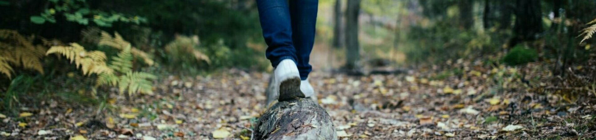 Headerbild Spaziergang im Wald