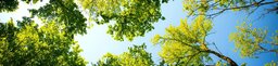 Bäume und Himmel (Foto: Pexels)