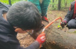 Kinder sägen in einem Wald gemeinsam eine Holzstamm durch