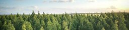 Wald und Horizont