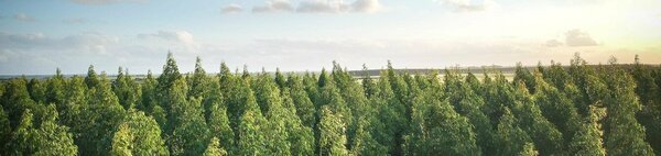 Wald und Horizont