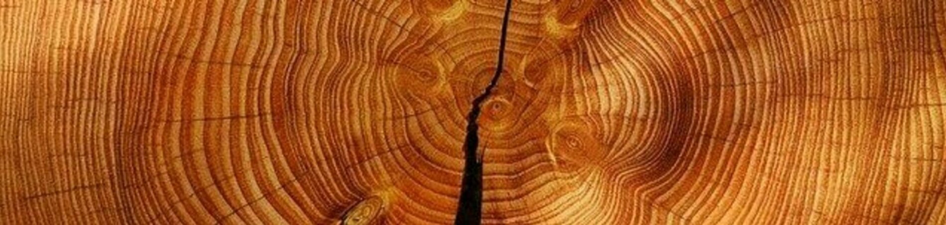 Holz