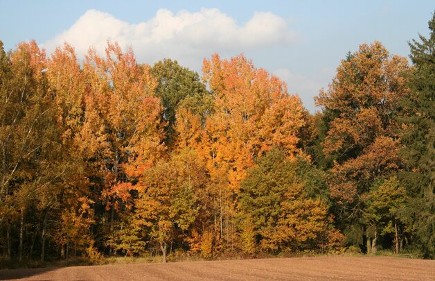 Zitterpappeln auf einem typisch lichten Randstandort, hier bereits in leuchtender Herbstfärbung