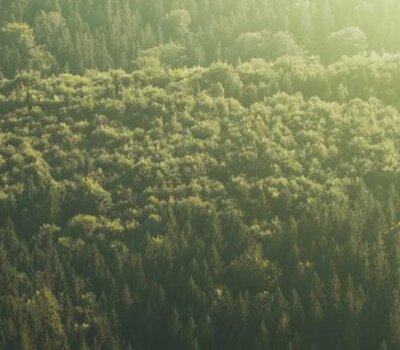 Headerbild Wald von oben