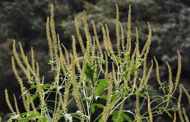 Beifußblättriges Traubenkraut