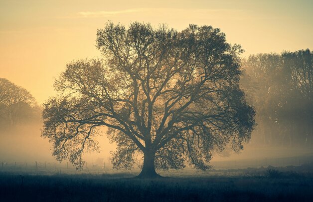 Ein Baum steht im morgendlichen Gegenlicht im Nebel auf einer Wiese.
