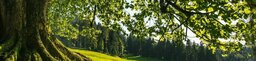 Wald und Wiese