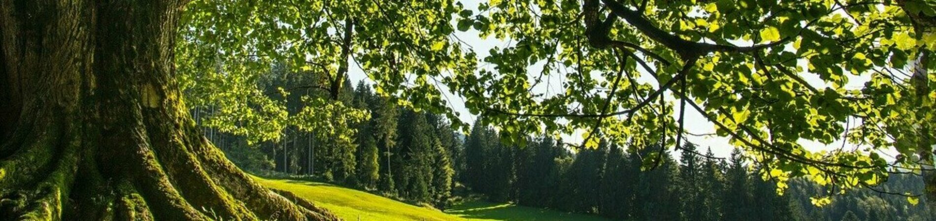 Wald und Wiese